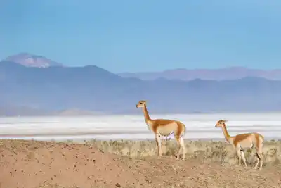 Puna salteña: el secreto mejor guardado de la minería argentina
