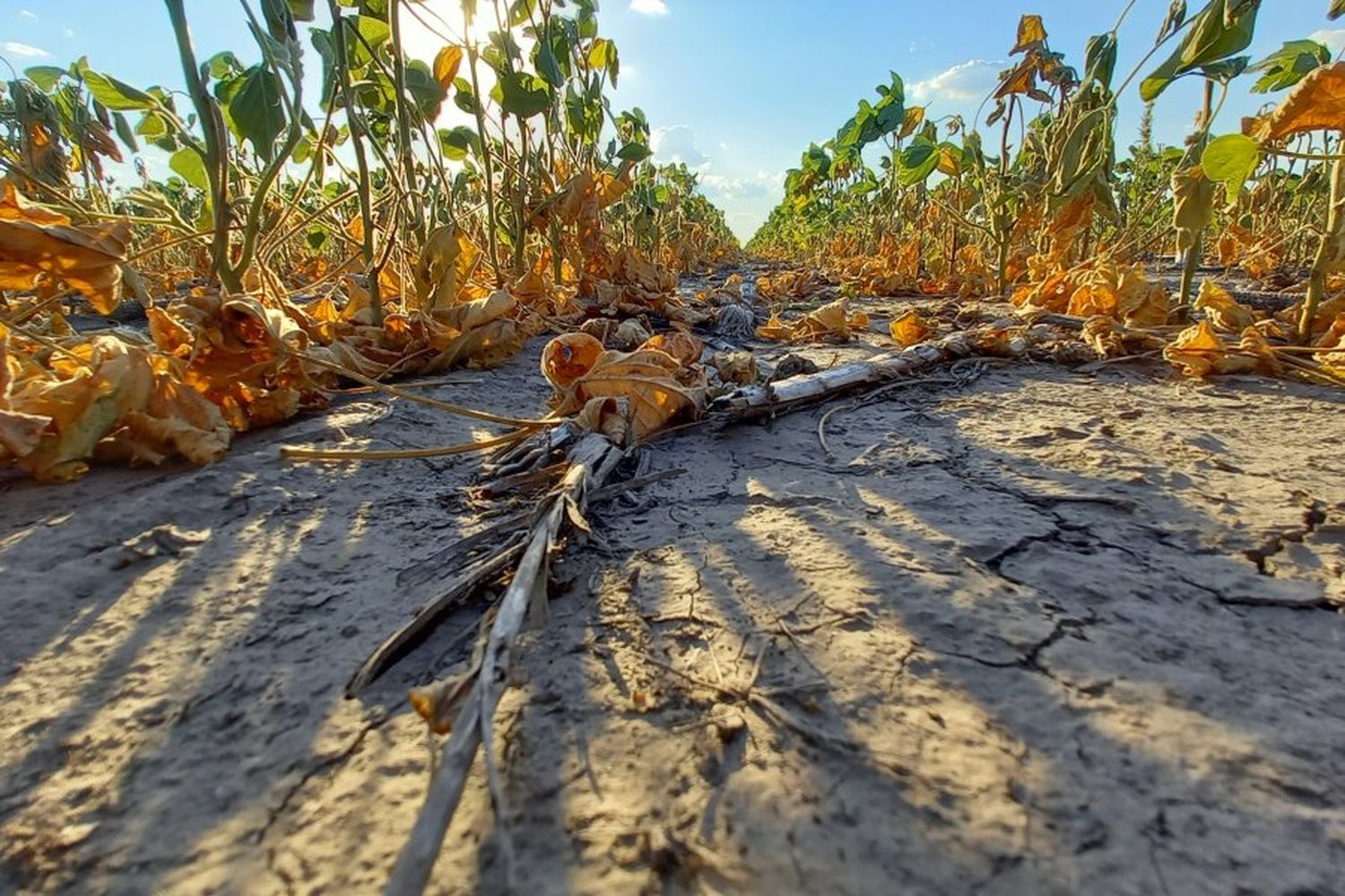 La provincia continúa impulsando medidas de apoyo al sector agropecuario afectado por la sequía