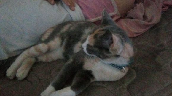 Buscan a Kitty