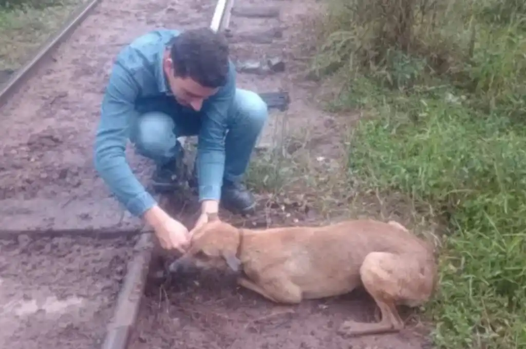 Crueldad animal en Chaco: abandonaron y encadenaron a un perro a las vías del tren, y maquinistas le salvaron la vida