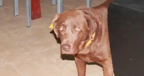 Buscan a labrador que estaba medicado