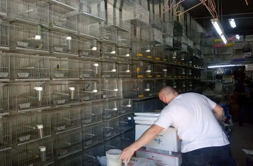 Rescataron 123 aves luego de tres allanamientos en la zona oeste