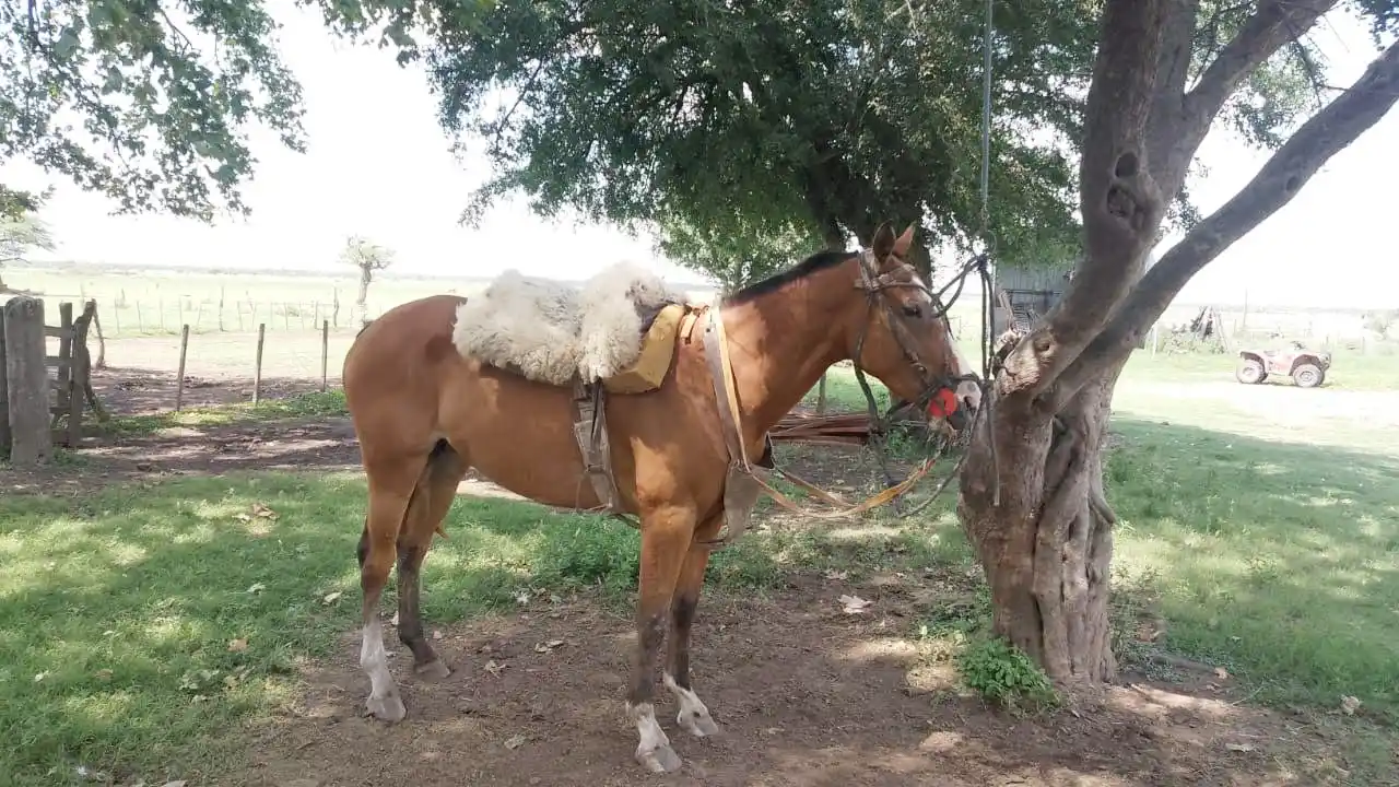 “Es un día a día, no sabés con qué te podés encontrar”; Eduardo “Tati” Taborda, peón rural
