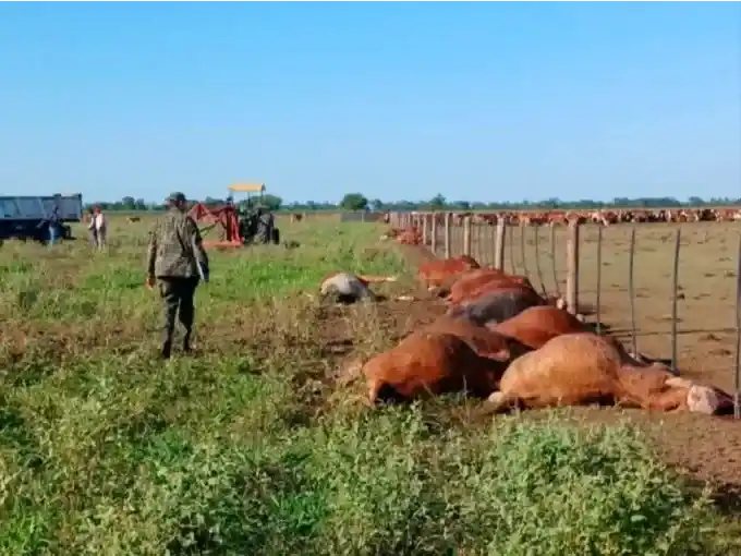 Pérdida ganadera: 31 novillos fallecieron tras recibir el impacto de un rayo