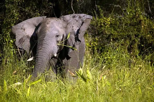 Viaje de «ELEFANTES PERDIDOS» se convierte en espectáculo mundial