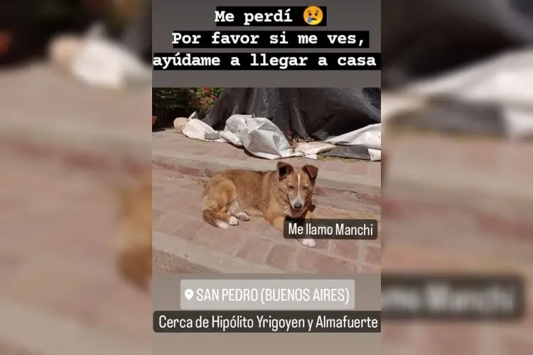 Se perdió Manchi