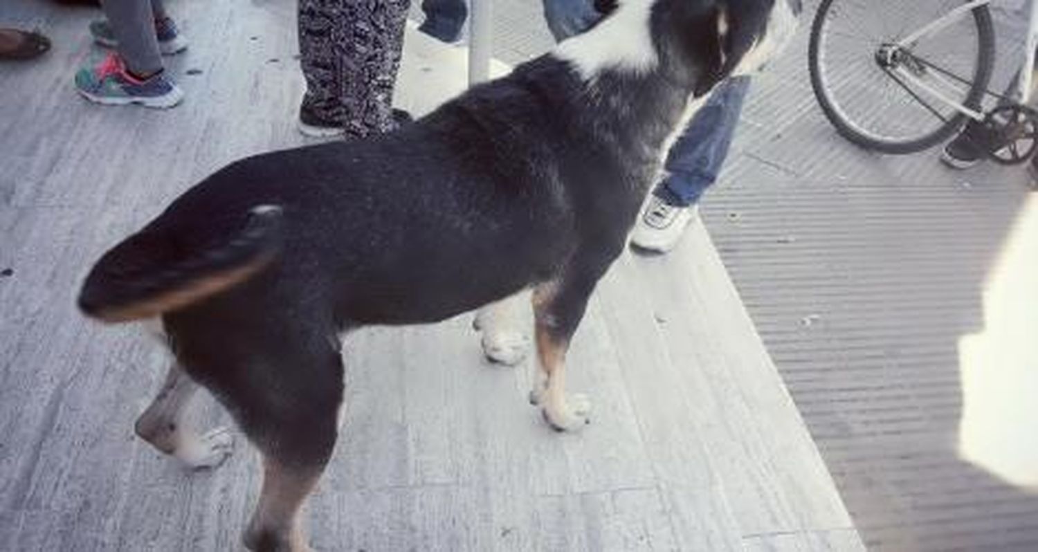 Perro peligroso en Banco Provincia