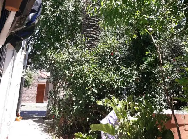 Palmera cayó sobre una vivienda; no hubo heridos
