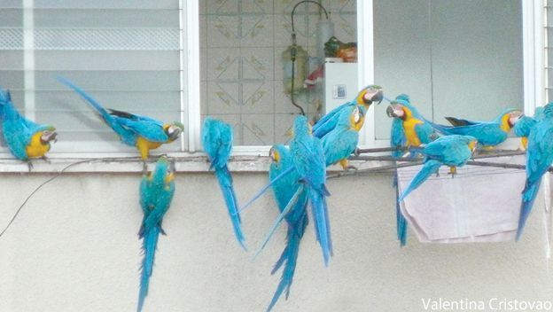 Guacamayas 