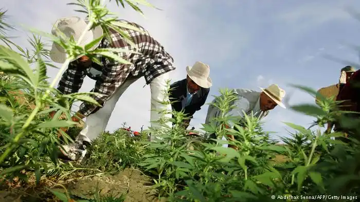 Cultivos de marihuana colapsan la electricidad en un pueblo español