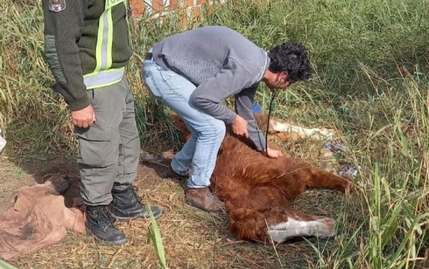 Debieron sacrificar un caballo que era víctima de tratos crueles