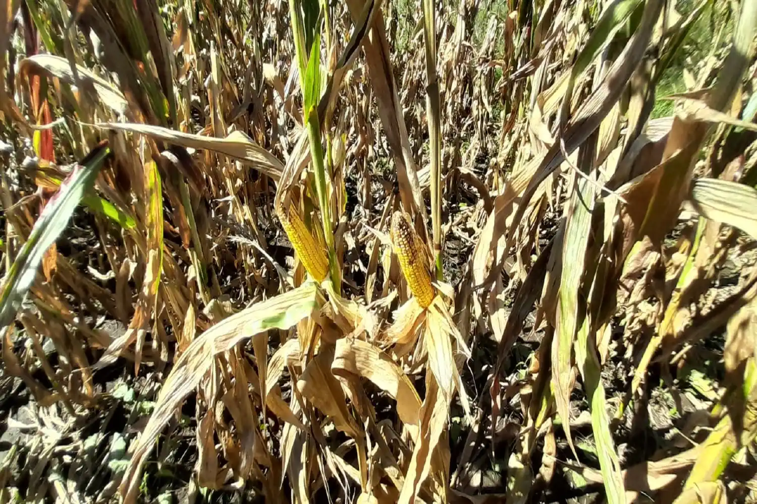Chicharrita del maíz: Sugieren eliminar las plantas guachas en el invierno para disminuir la plaga