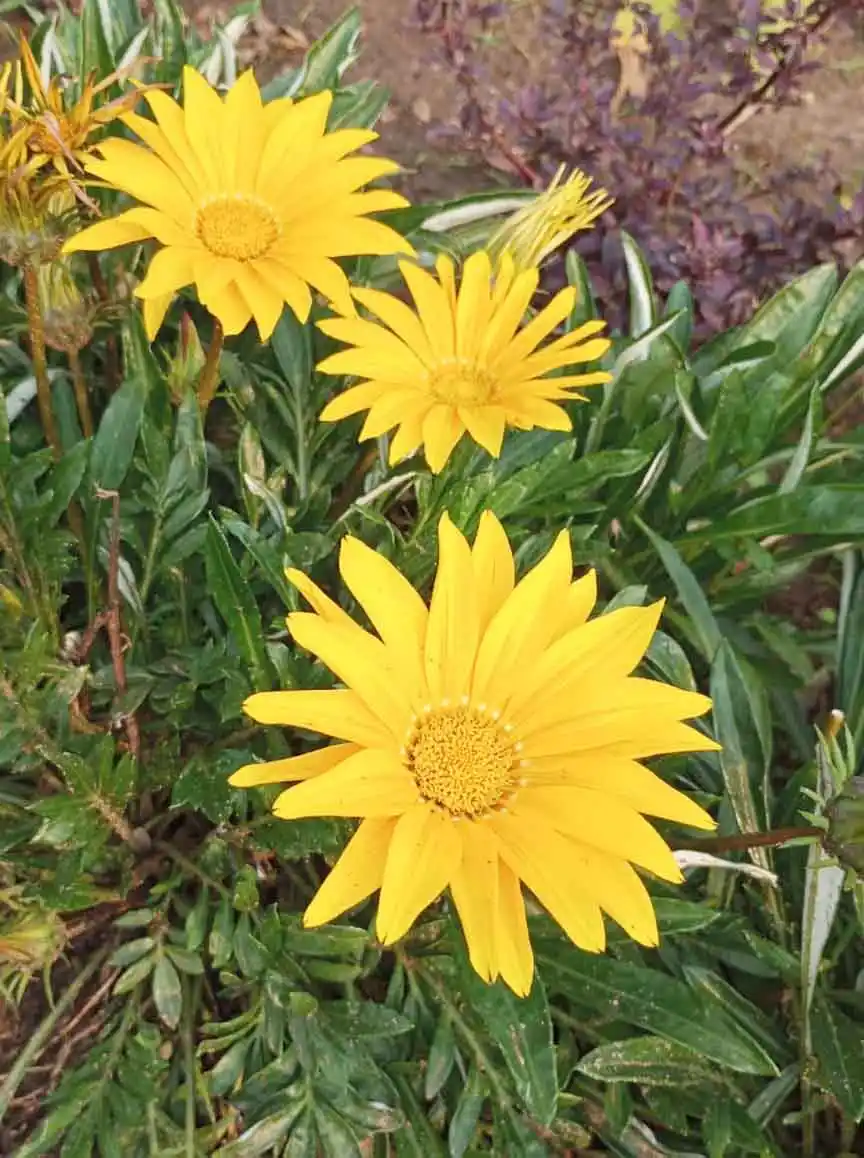 Las principales flores de primavera