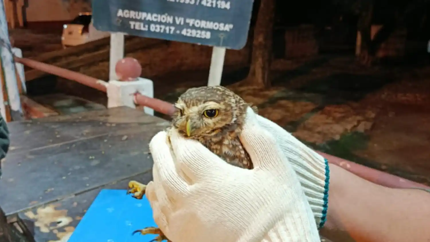 Gendarmería rescató a un búho excavador en Clorinda