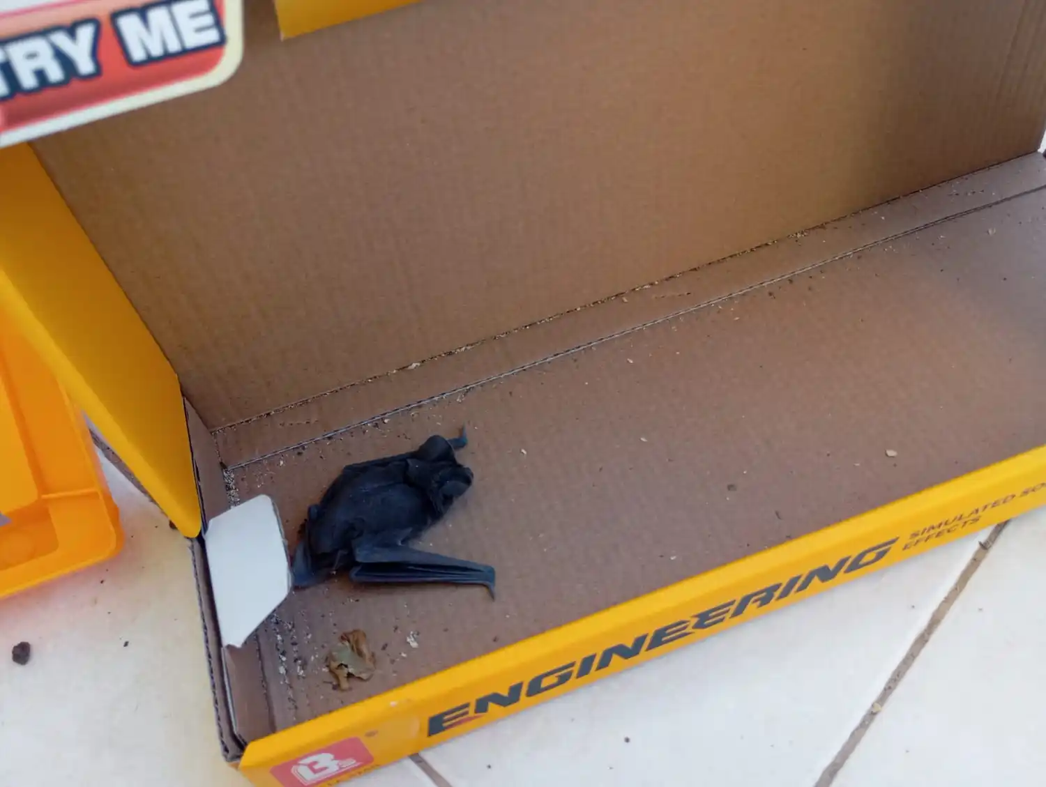 murcielago rabia 17-02-26 - 1