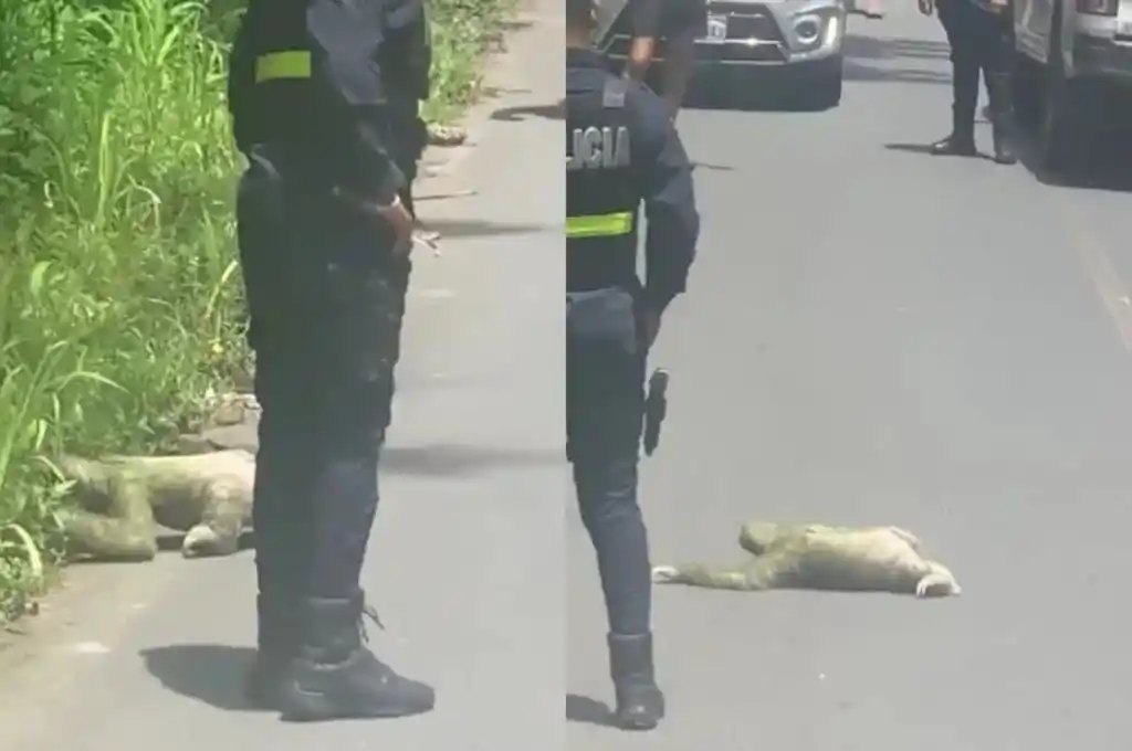 Todo quedó registrado en este gracioso video.