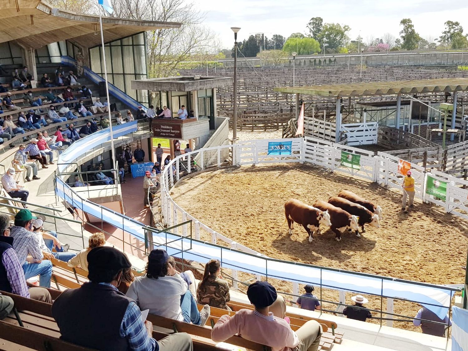 Nuevo retroceso del precio de la hacienda que sigue perdiendo por goleada contra la inflación