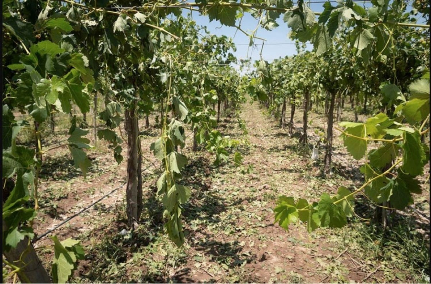 Mendoza declara el estado de emergencia agropecuaria