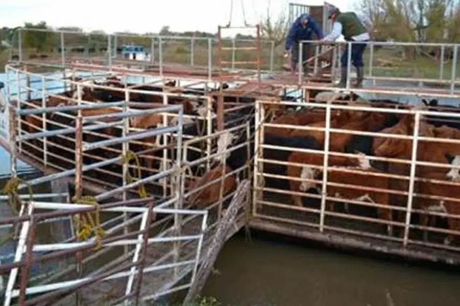 Ante la creciente del Río Paraná, trabajan en la prevención y el monitoreo de la producción ganadera