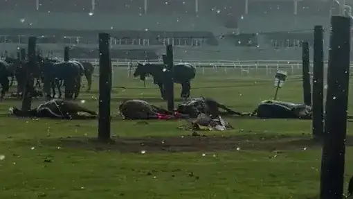 Cayó un rayo en una cancha de polo: murieron cuatro caballos y un cuidador sufrió heridas