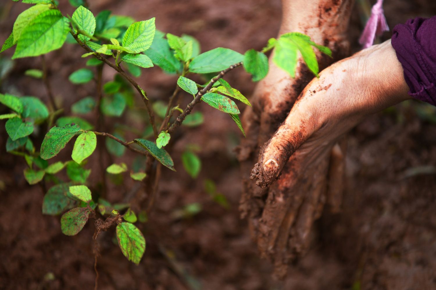 La Municipalidad propone celebrar el Día Nacional del Árbol con diversas actividades ambientales