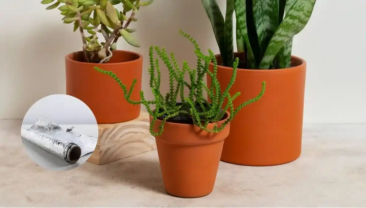 Qué pasa si pones trozos de papel aluminio en la tierra de tus plantas.