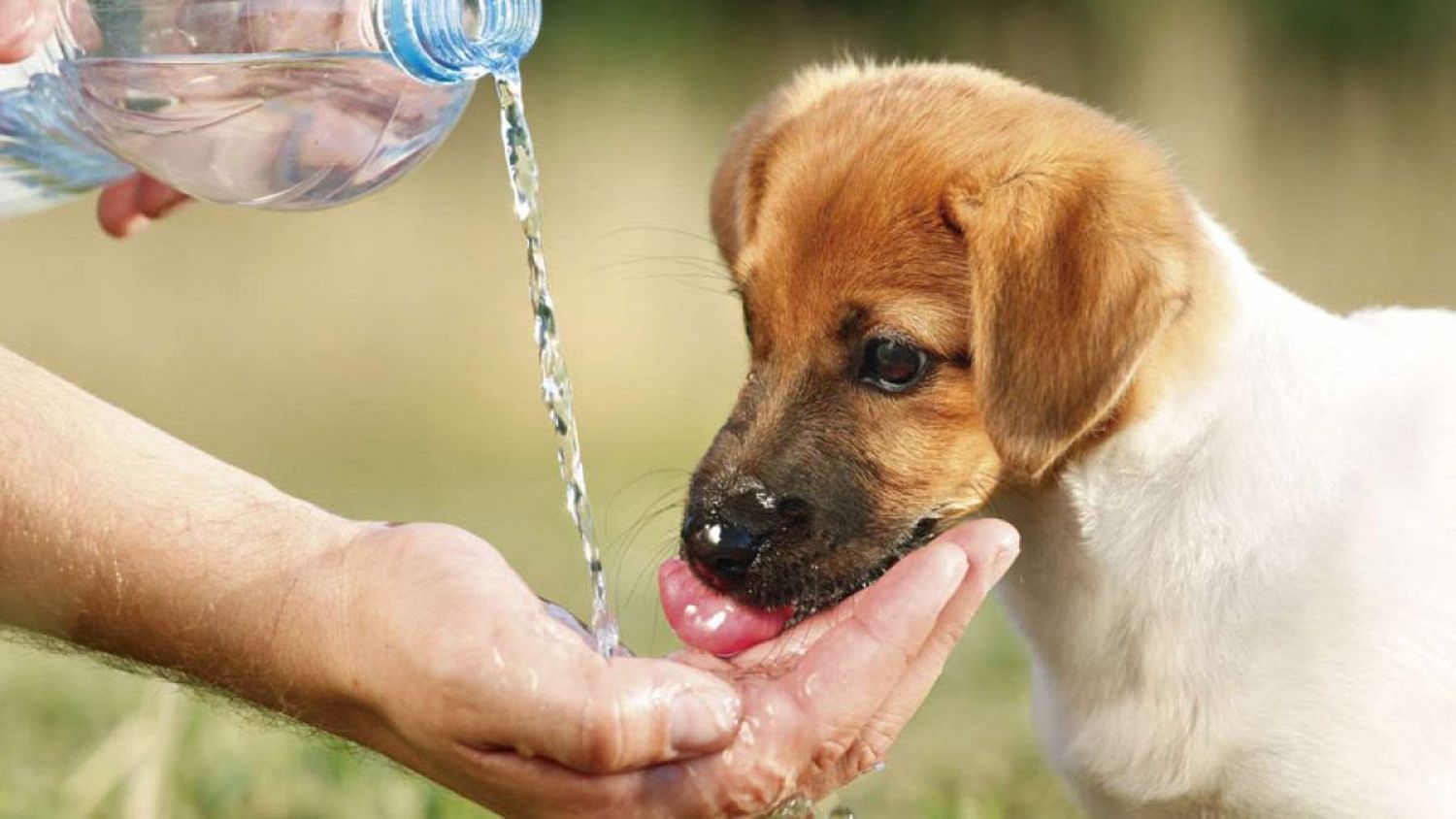 El Colegio de Veterinarios alertó sobre el calor, un factor poco reconocido en el bienestar animal