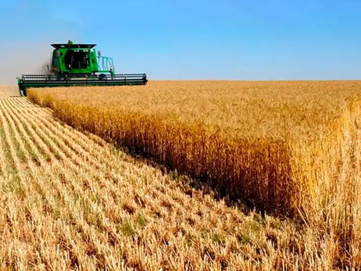 Se elevó la estimación de cosecha de trigo de la presente campaña.