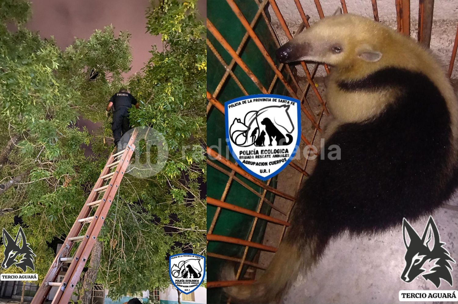 Rescataron un oso hormiguero desde la copa de un árbol