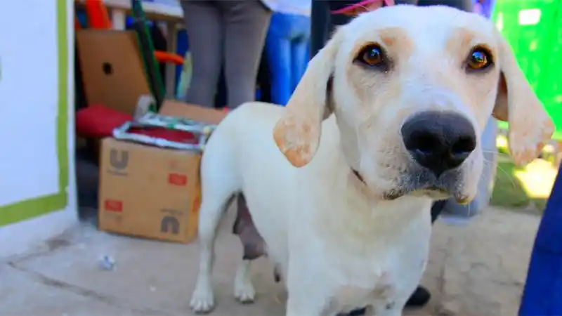 Penarán con multas de hasta 170.000 pesos casos de abandono o maltrato animal
