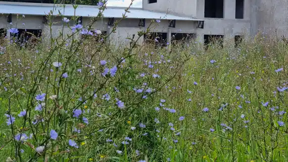 Escuela Técnica 3: preocupa entre los vecinos el estado del predio