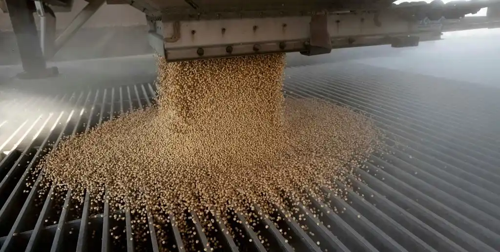 La Bolsa de Comercio de Rosario ajusta proyecciones: sube el maíz y se mantiene la soja