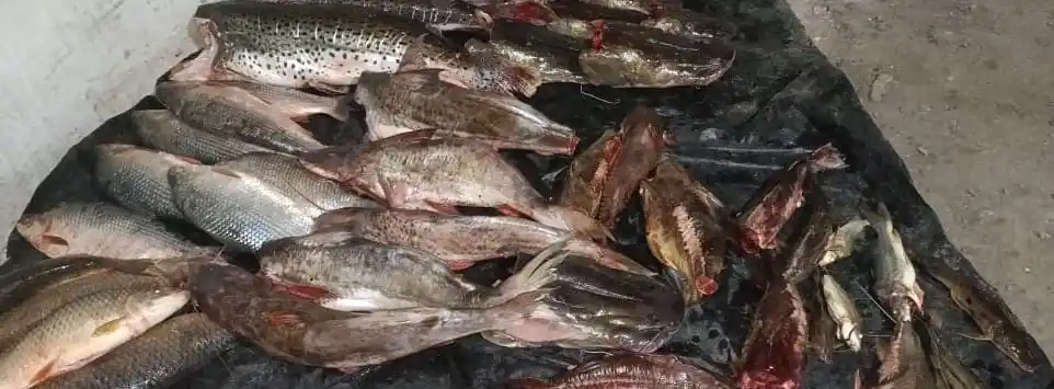 Decomisaron 70 kilos de carne en mal estado y 200 kilos de pescado no apto para consumo - 1