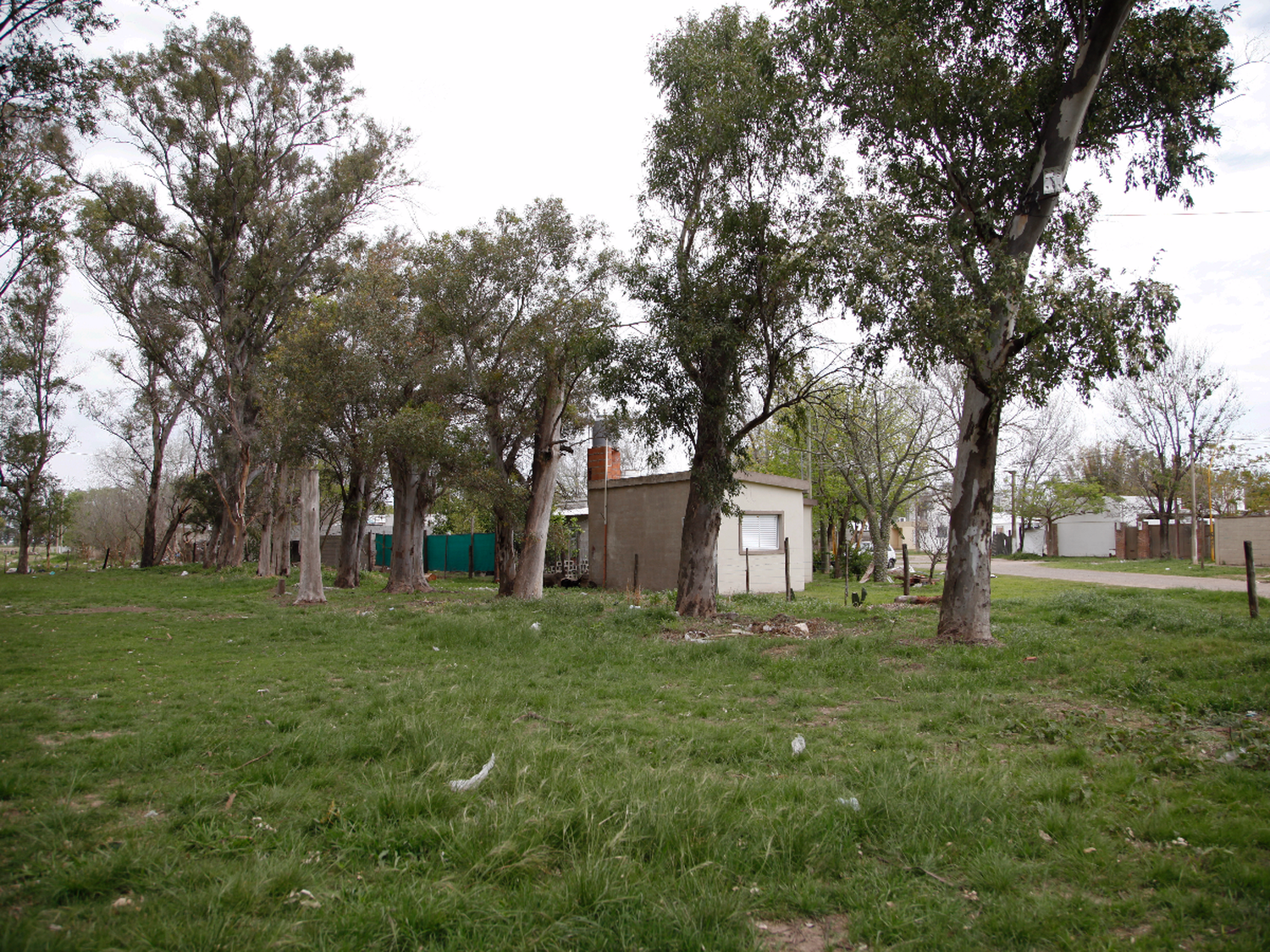 Vuelven a reclamar por una cortina forestal