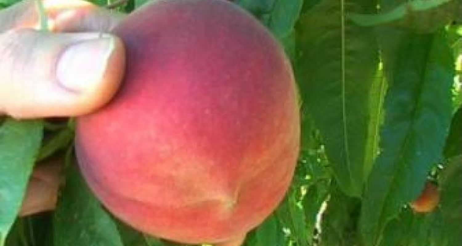 Duraznos con posibilidad comercial