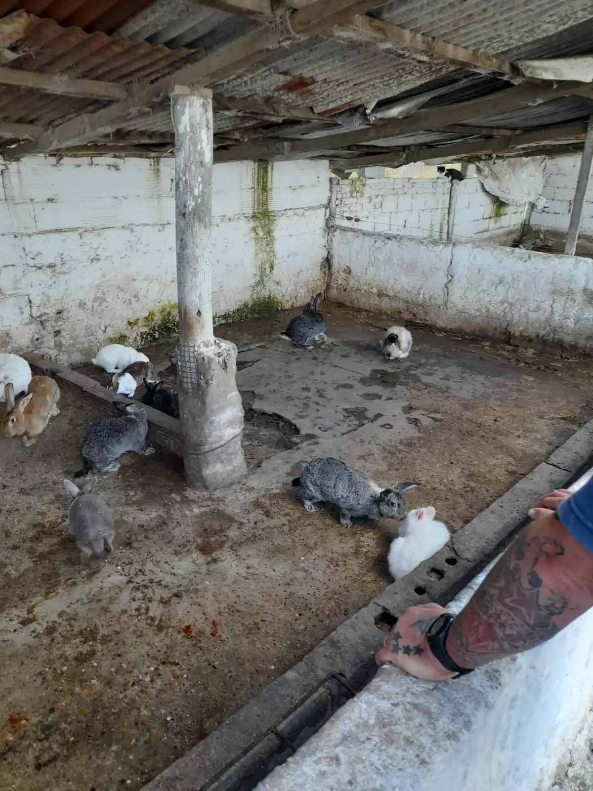 animales - 2