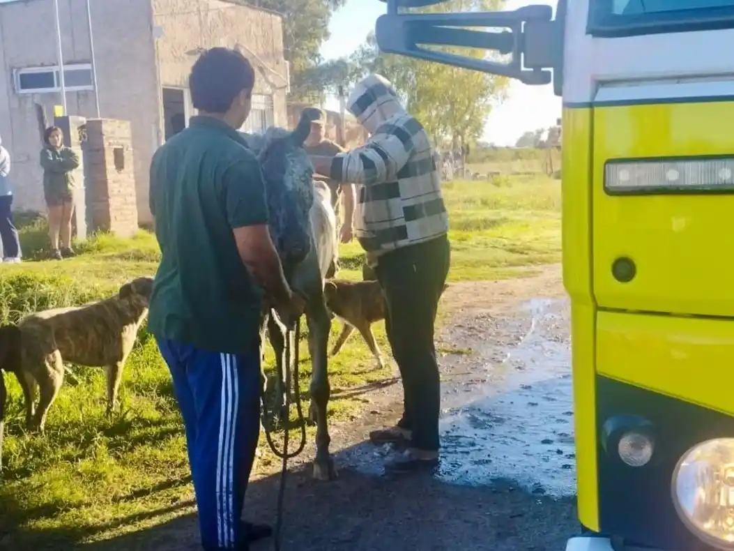 Los vecinos ayudaron en el rescate al equino. Foto: BVVT