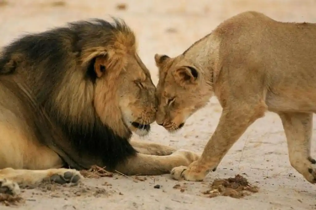 Día Mundial del León: aspectos que no sabían de ellos