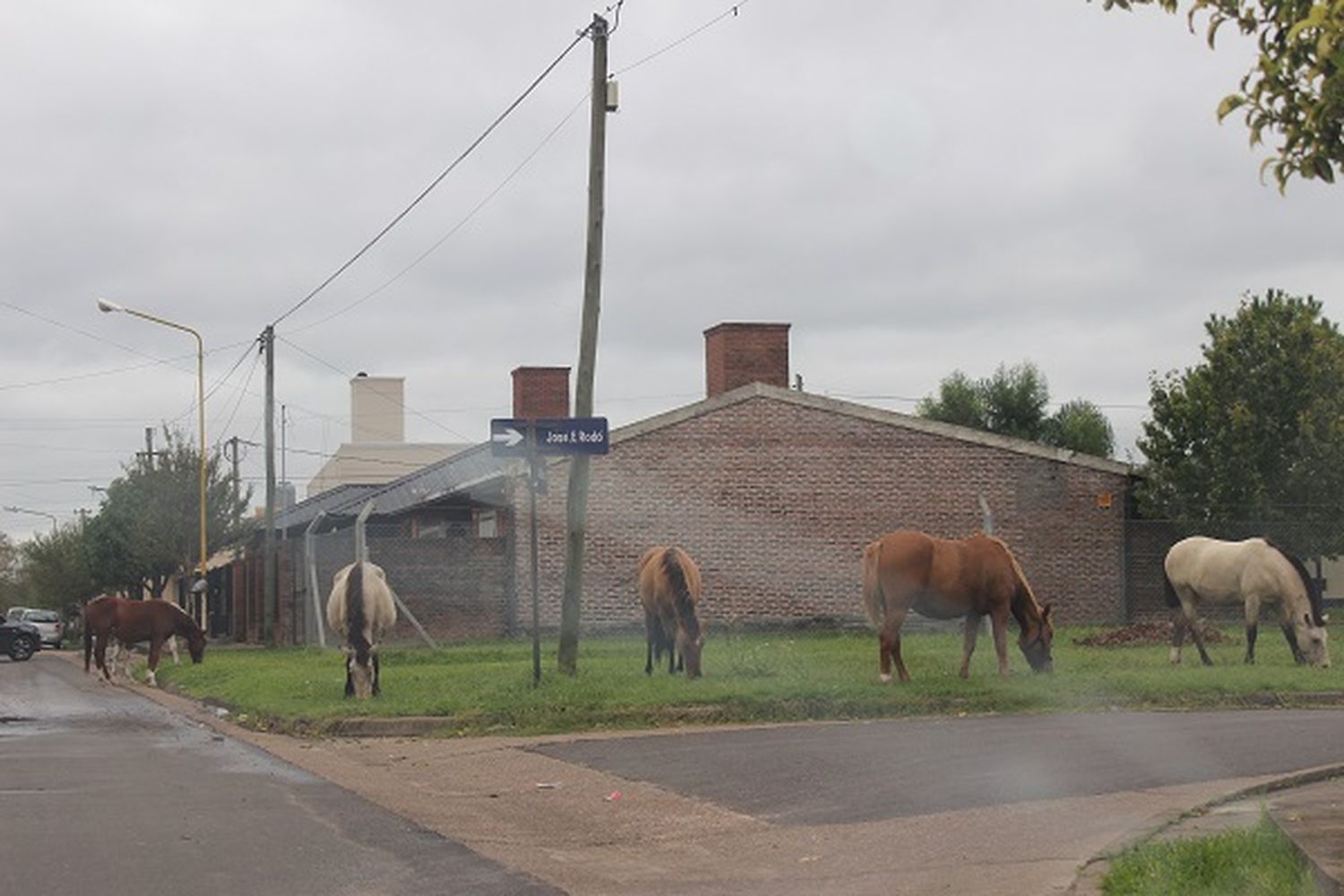 Caballos sueltos, un problema sin solución en la ciudad