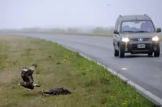 Duro informe ambiental de la Defensoría sobre la ruta a Victoria