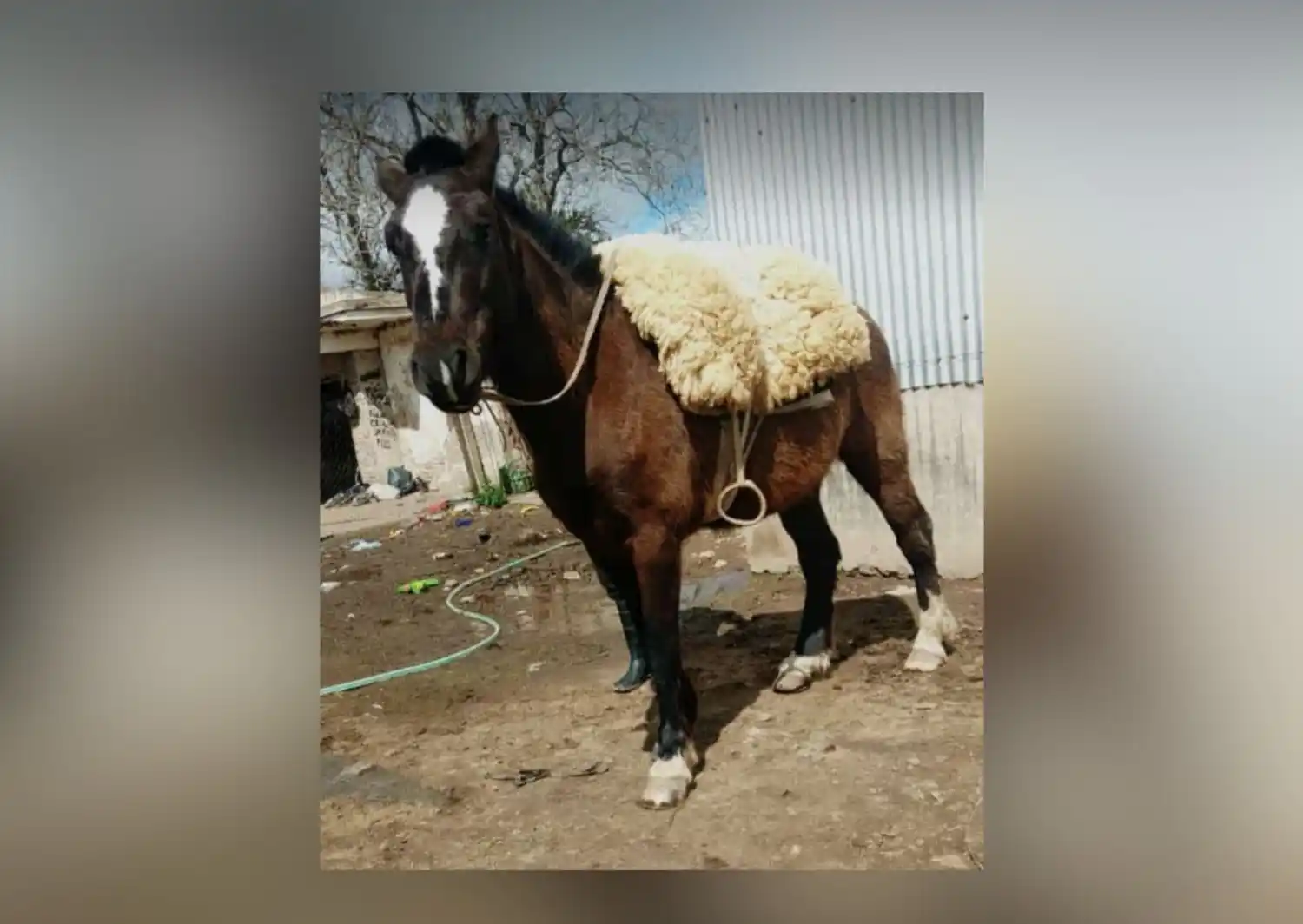Dueños buscan a Negrito: "Lo tenemos hace 6 años”
