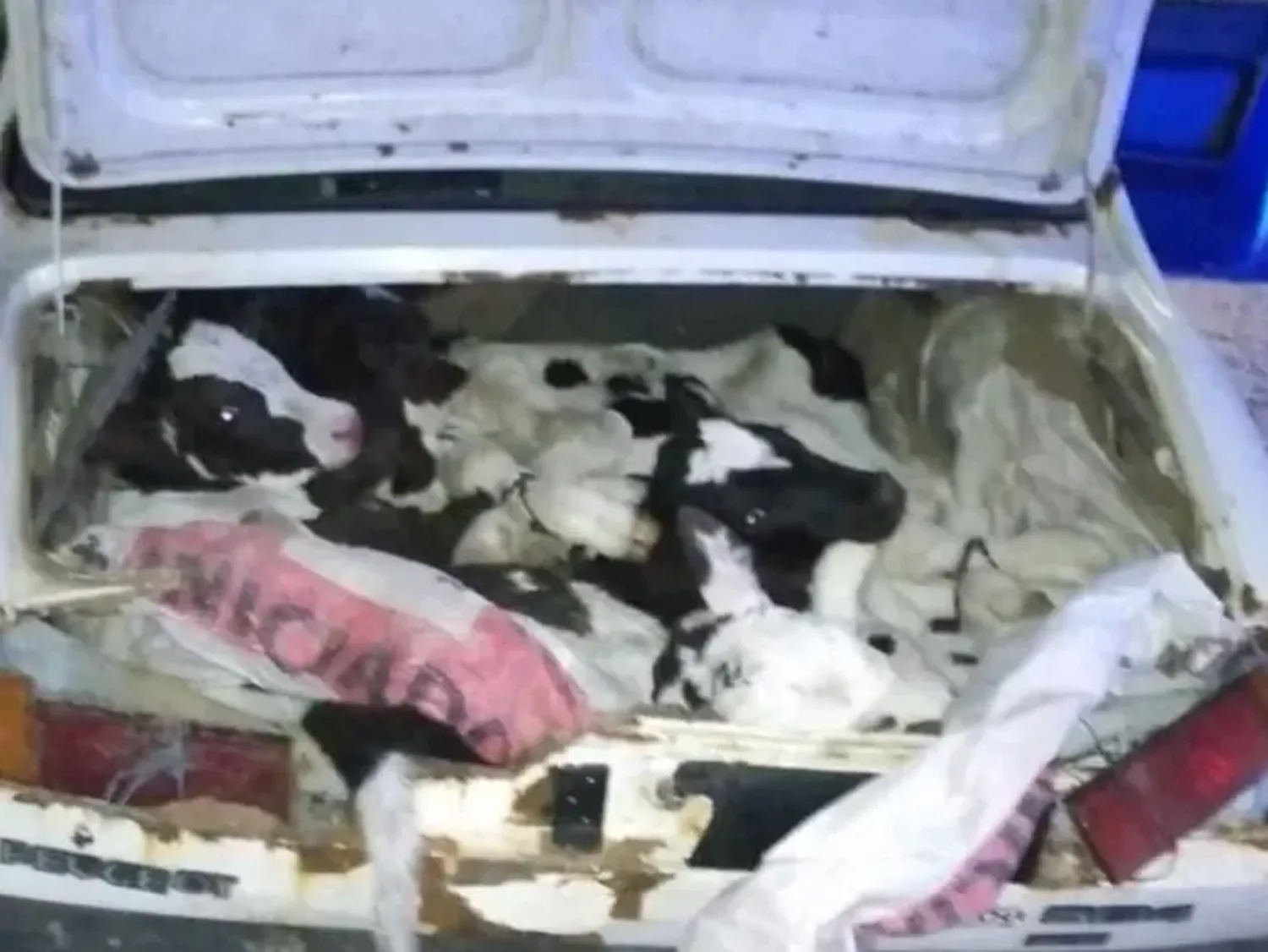 Los animales se trasladaban entre al baúl y el asiento trasero. Foto: Prensa URVII