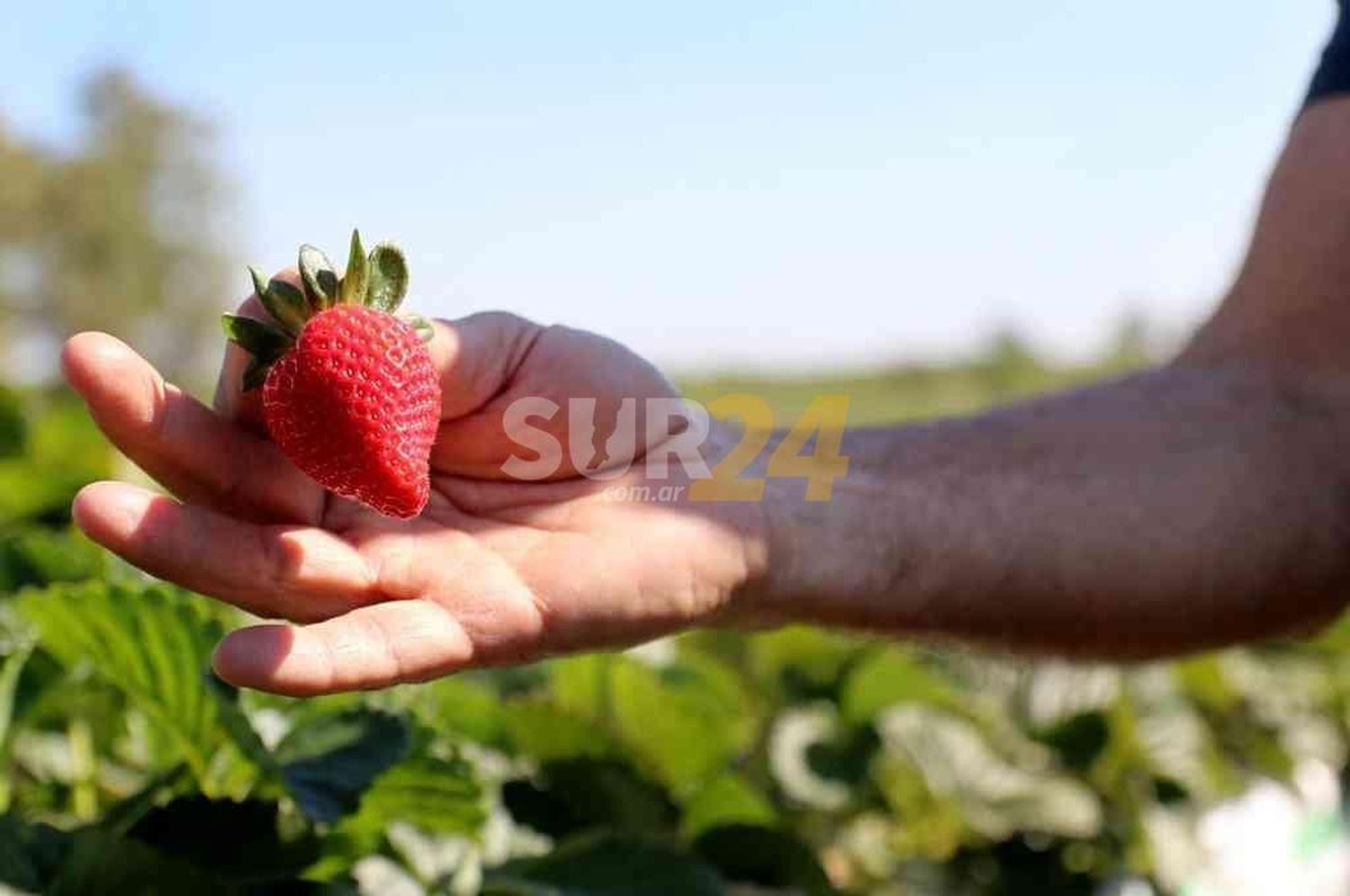 La frutilla que se vende en pesos y se paga en dólares