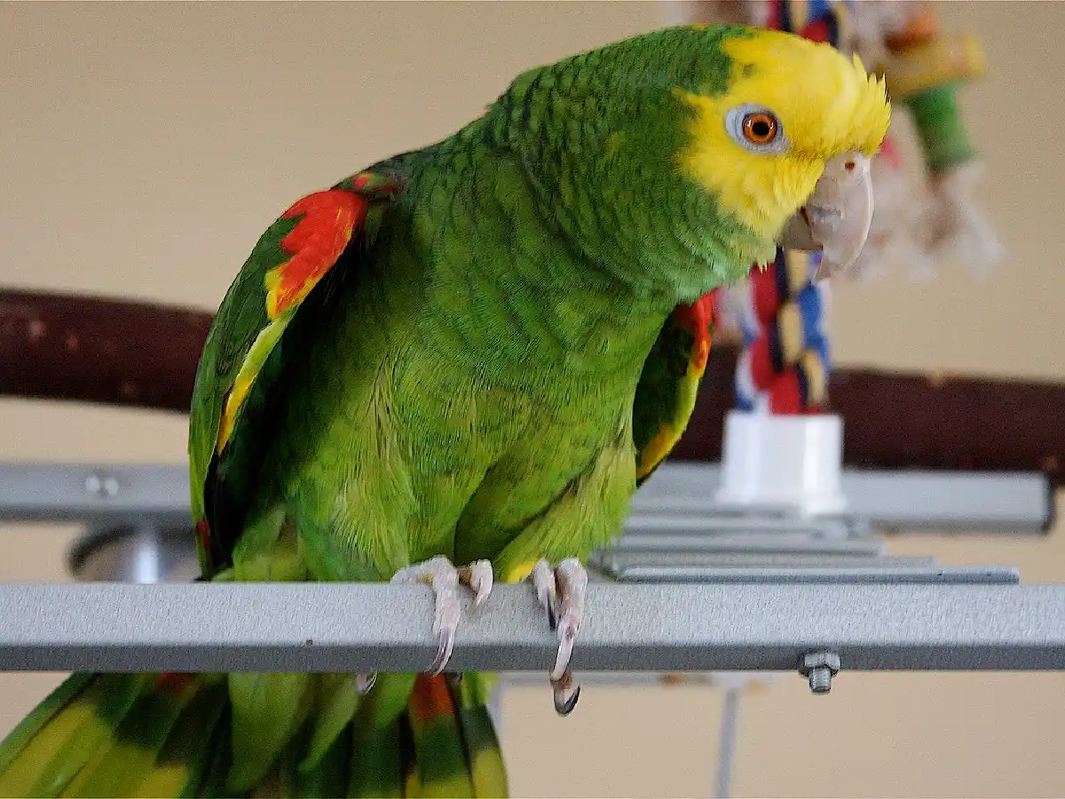 Rafaela: cuatro personas fueron internadas con neumonía bilateral tras contagiarse de un loro