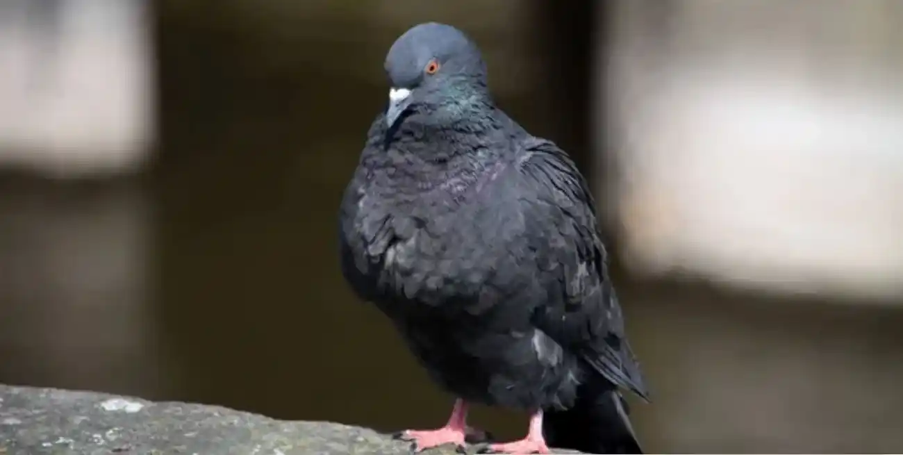 Siguen apareciendo palomas utilizadas para entrar droga a la Unidad 1.