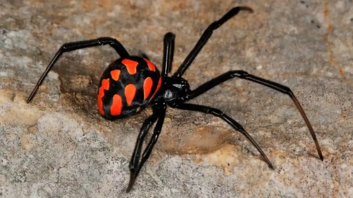Un niño se hizo picar por una viuda negra para convertirse en Spider-Man y esto le pasó