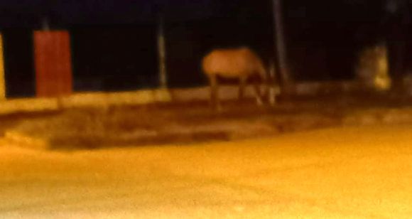 Caballo suelto en el Estadio Municipal