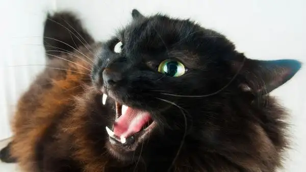 ¿Las mordeduras de gato pueden ser mortales?