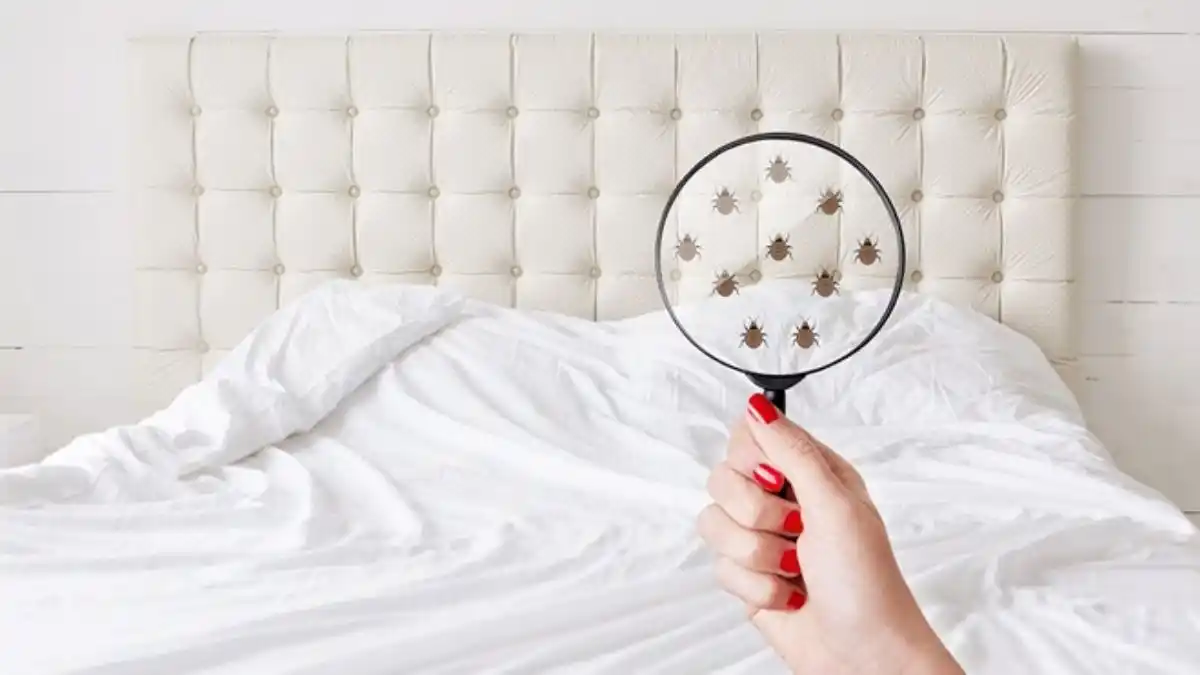 Remedio casero para eliminar ácaros y chinches del colchón