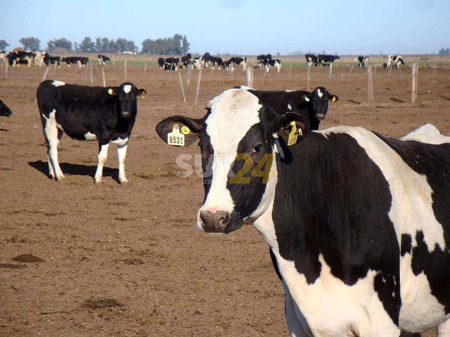 Faenan dos vaquillonas preñadas en un campo de Elortondo